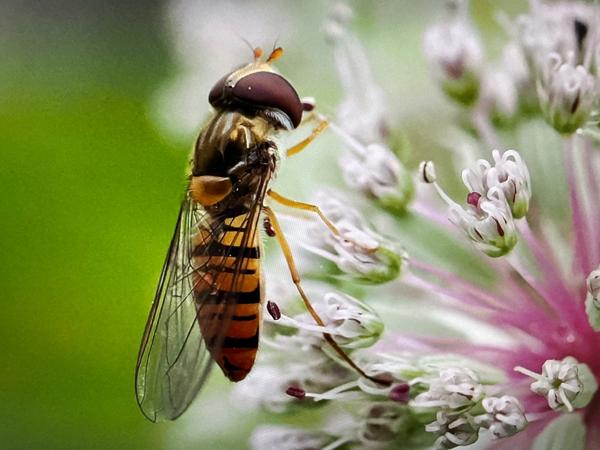 Snorzweefvlieg (Episyrphus balteatus)
